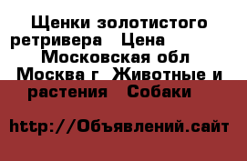 Щенки золотистого ретривера › Цена ­ 25 000 - Московская обл., Москва г. Животные и растения » Собаки   